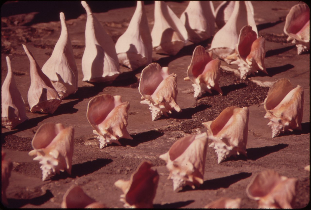 Rows of large pink conch shells laid out in the sun on red ground, all facing the same way, their spiralled points upward