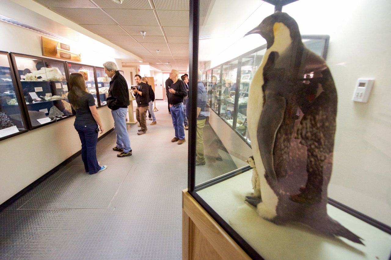 A mounted emperor penguin and chick standing inside a tall glass display case in a museum room, with visitors looking at other cases along the wall behind