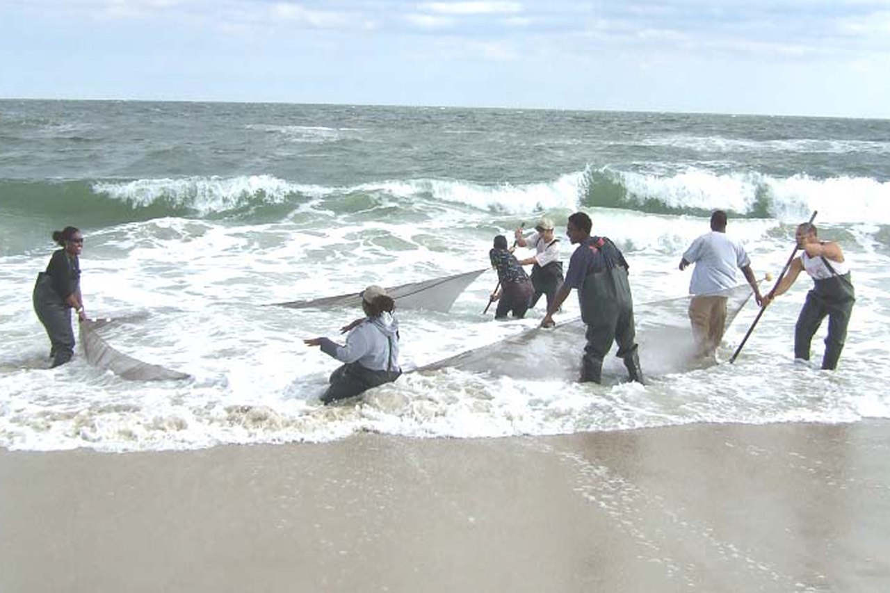 A line of people in waders stand in the shallow surf holding a long net between them, working together to sample the water along a sandy shore