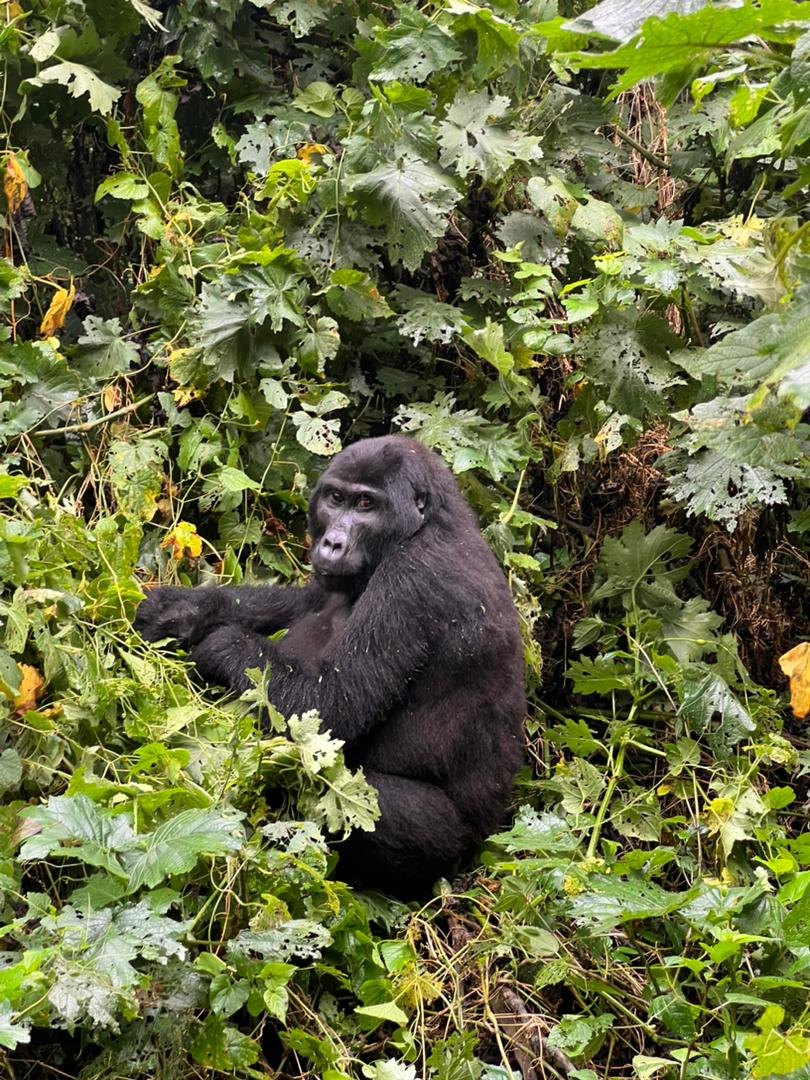 A dark-furred gorilla sitting among dense green leaves and branches in a mountain forest, half screened by foliage