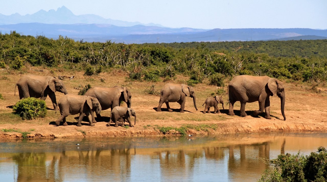 A line of African elephants of several sizes walking along a bare riverbank, with two small calves keeping close beside the adults