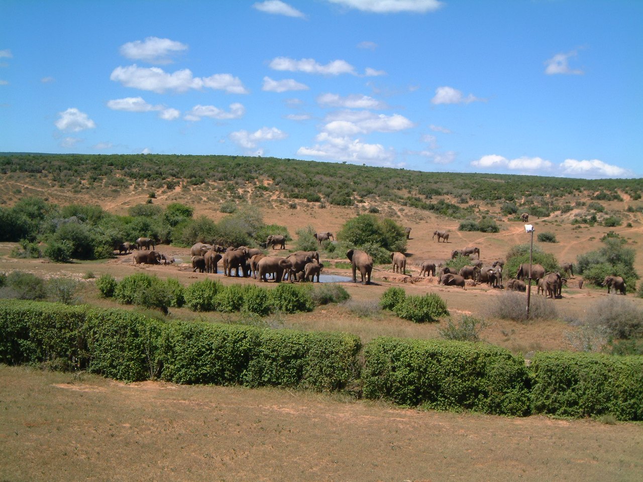 A wide dry landscape of low scrub under a big sky, with a distant crowd of elephants gathered around a small pool of water
