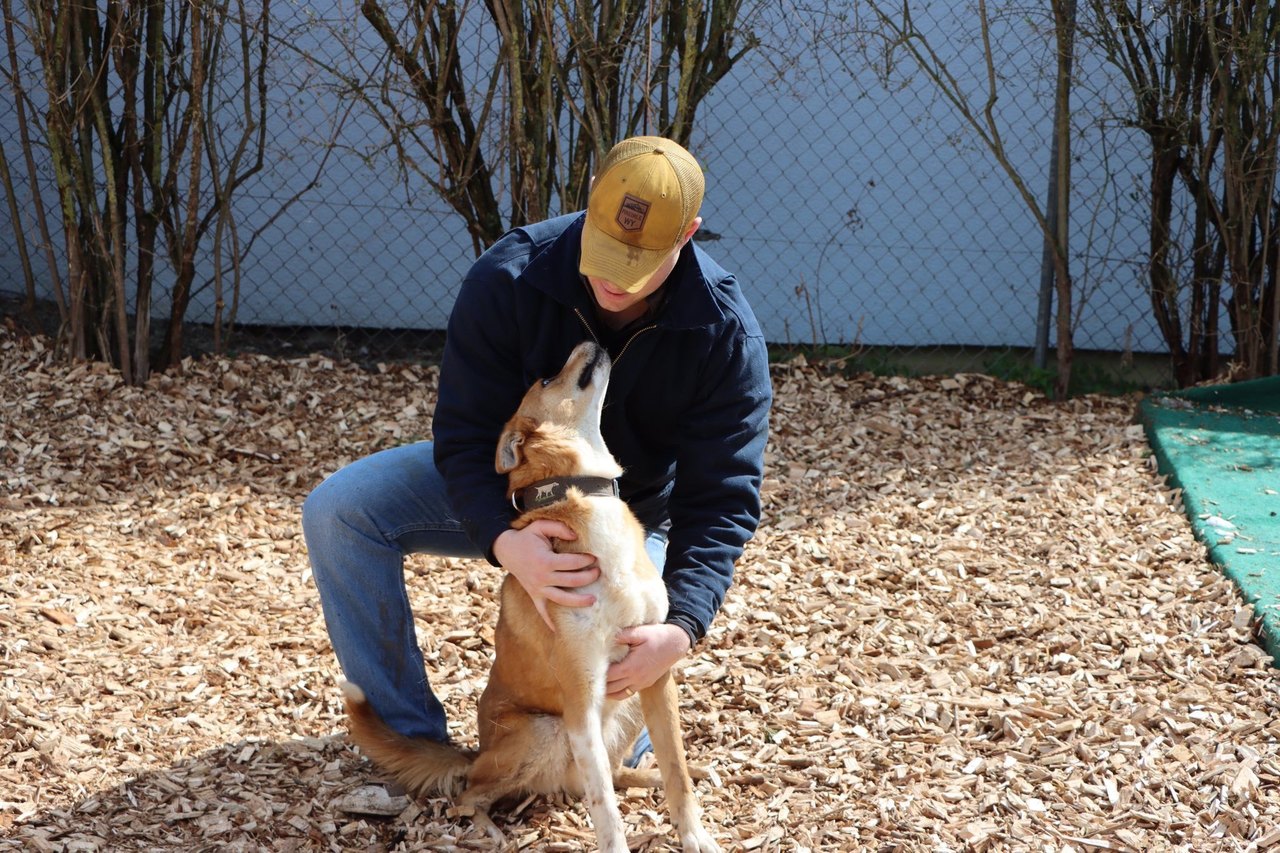A volunteer in a cap crouching on wood chips in an outdoor pen, holding the paws of a tan dog that is standing up against him