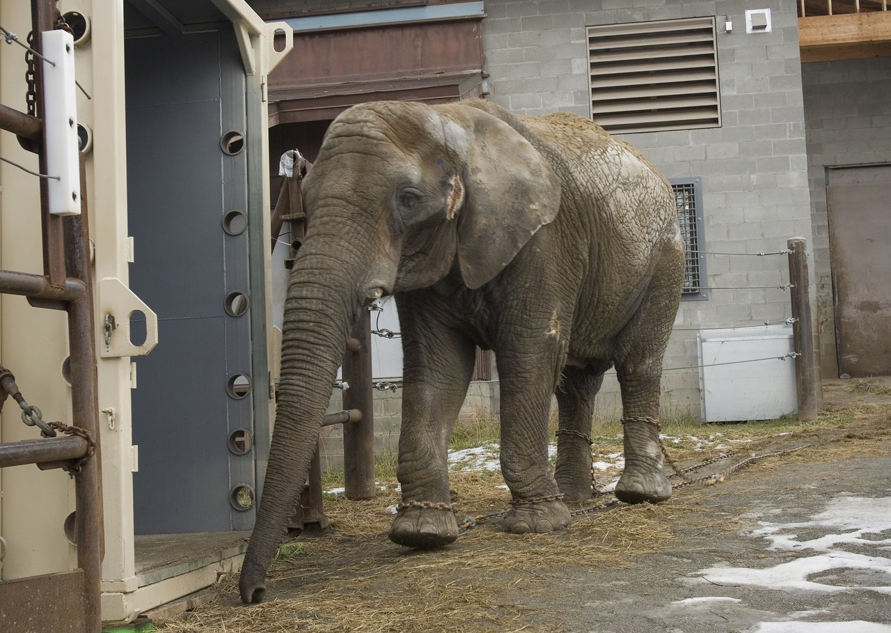 An elephant stepping toward the open end of a large steel shipping container fitted with heavy doors and bracing, in a paved zoo yard