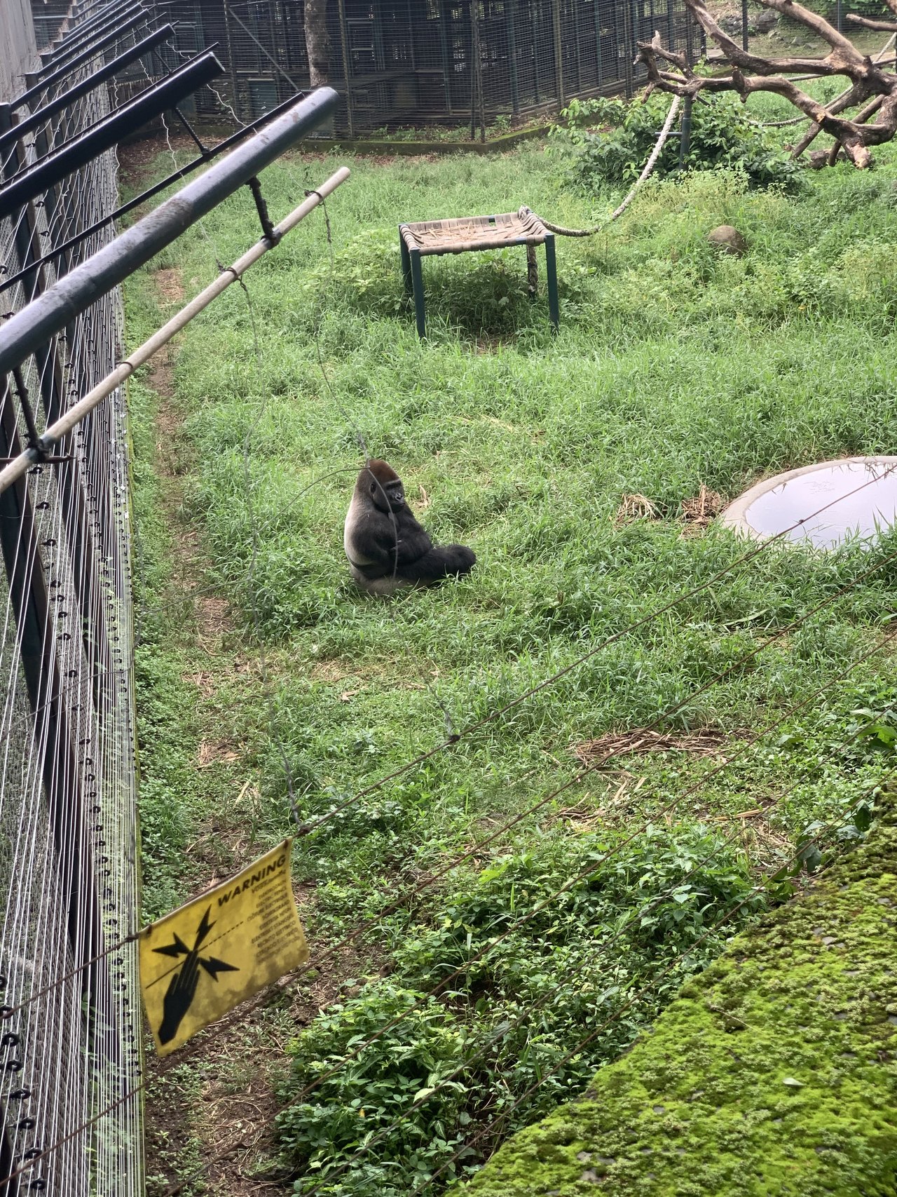 A gorilla sitting on thick green grass in a planted outdoor zoo enclosure, with climbing frames, shrubs and a low barrier around the space