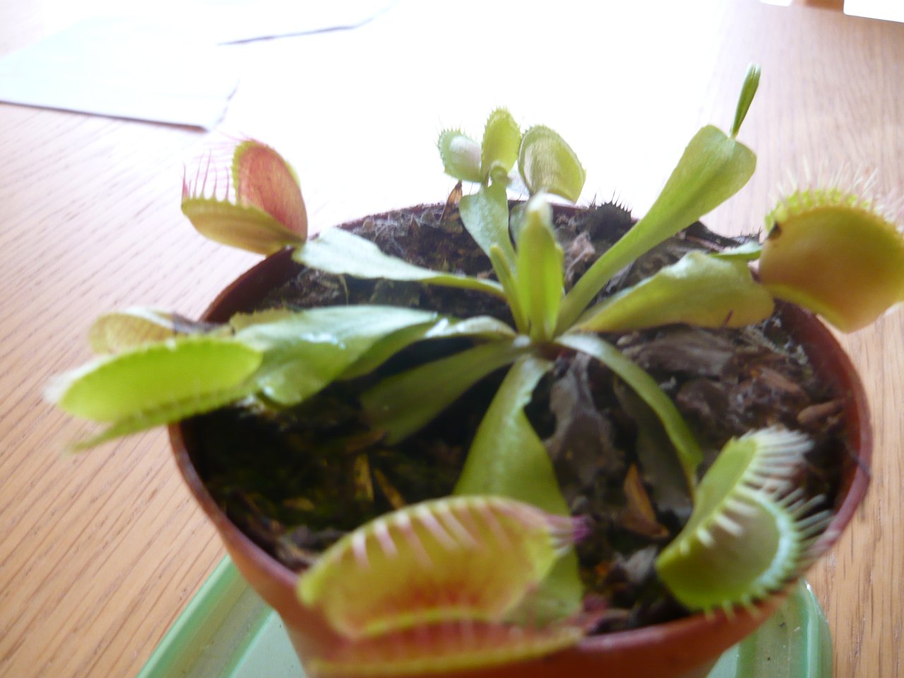 A small green Venus flytrap plant in a brown flower pot on a table, its leaves ending in pink-edged traps fringed with stiff hairs
