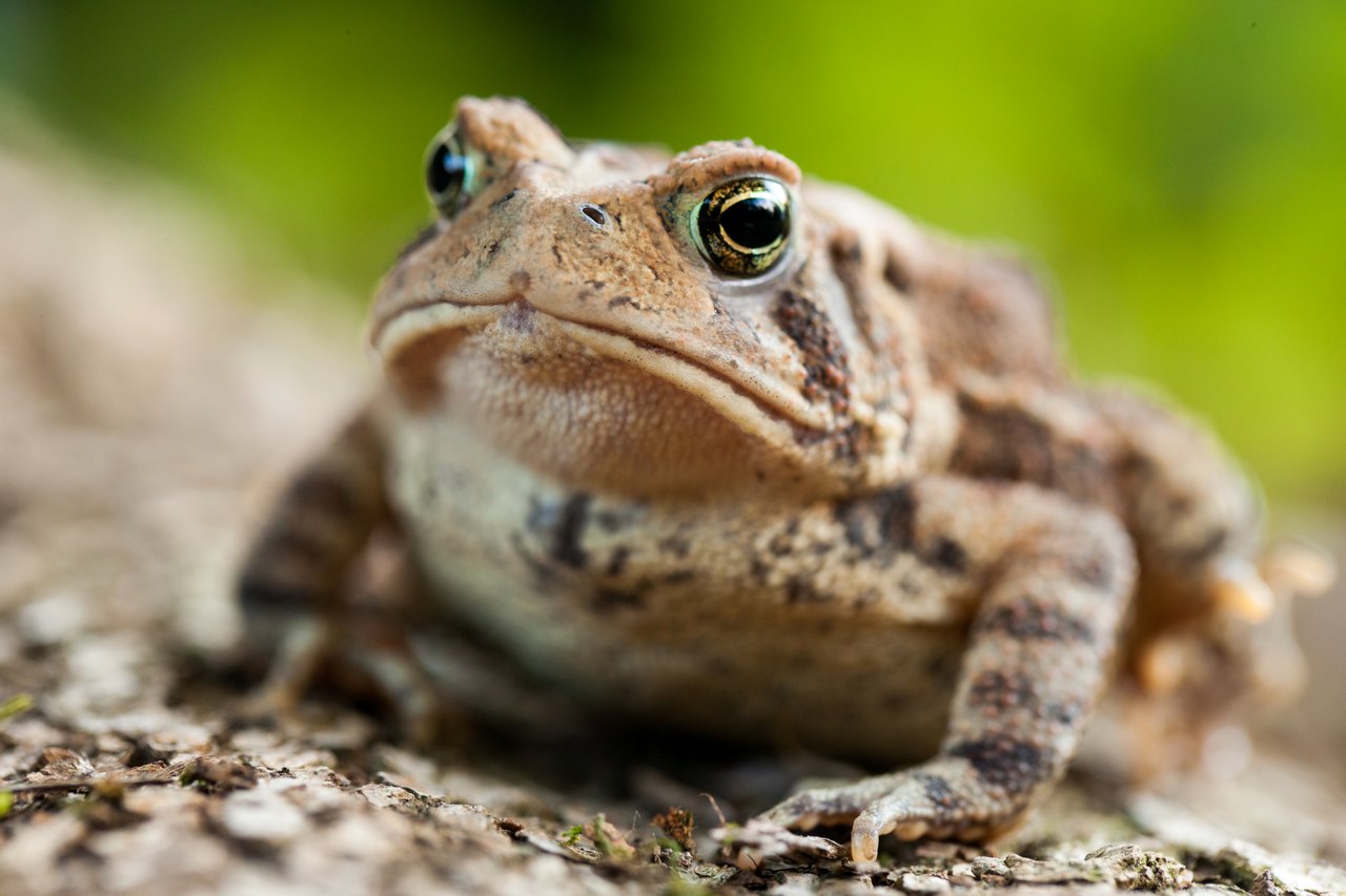 A close-up of a brown toad with bumpy skin and golden eyes sitting on a rock, with soft green blur behind it