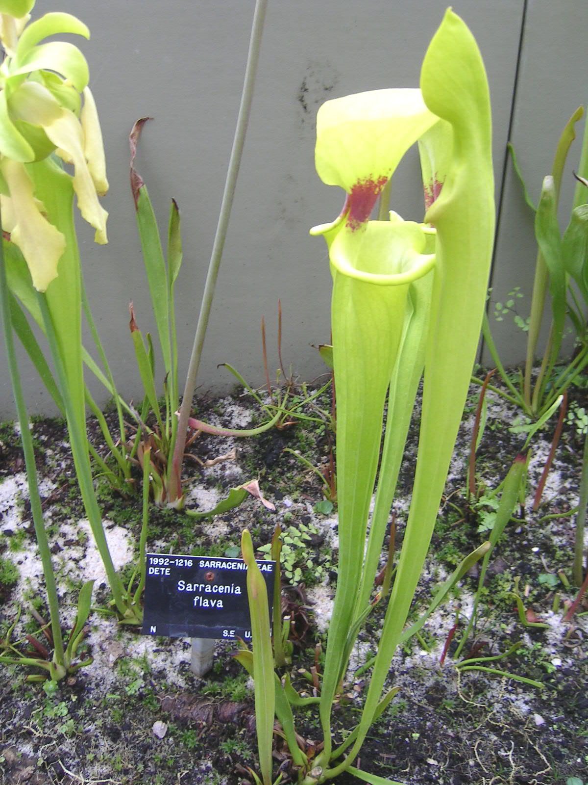Tall yellow-green tubular leaves of a pitcher plant with hooded tops, growing in a bed with a small black label reading Sarracenia flava