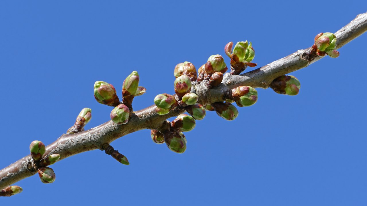 A bare cherry branch against a clear blue sky, its buds just splitting open to show the first pink and green of spring