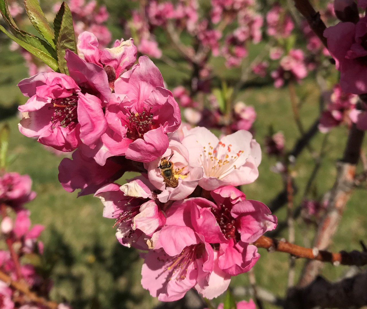 Close-up of a branch of deep pink peach blossoms, with a small bee crawling into the center of one open flower