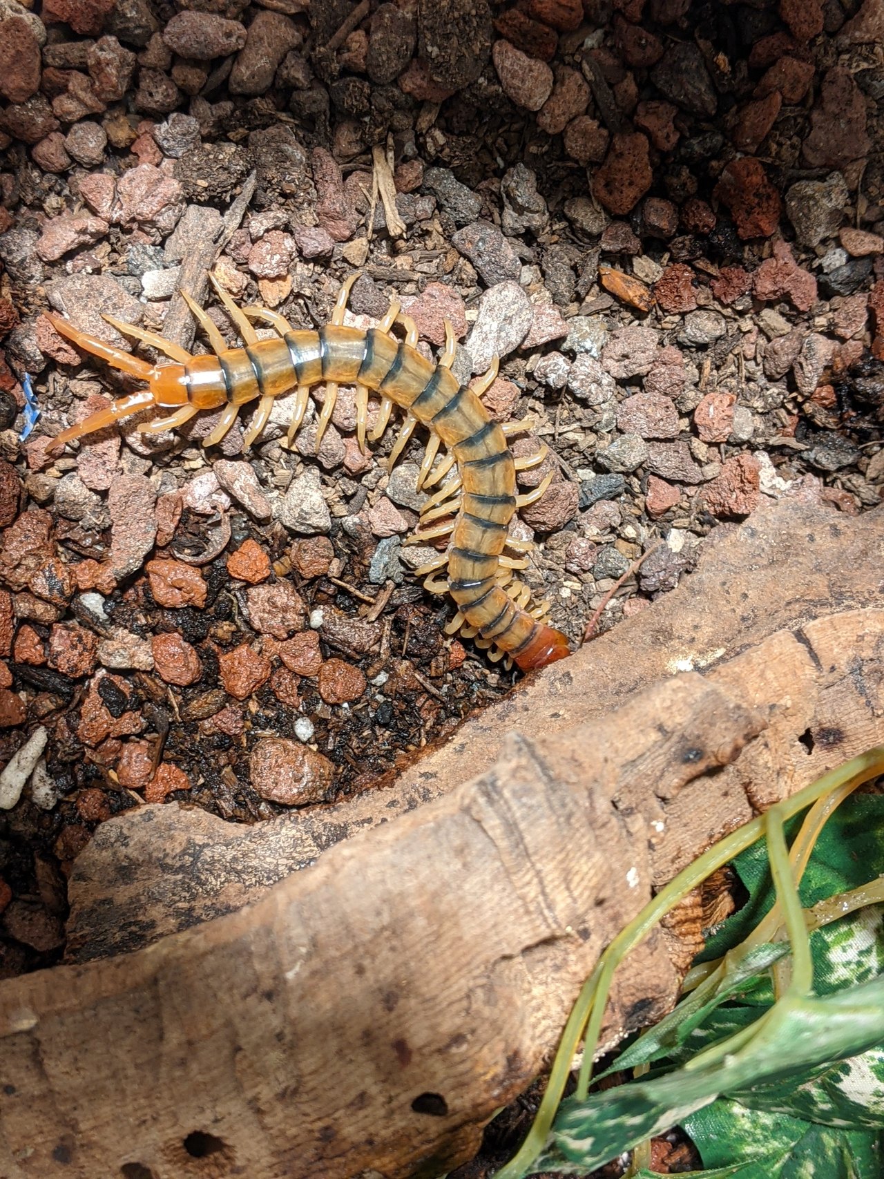 An orange-and-brown banded centipede with many pale legs crawls across reddish gravel beside a piece of driftwood and a green leaf