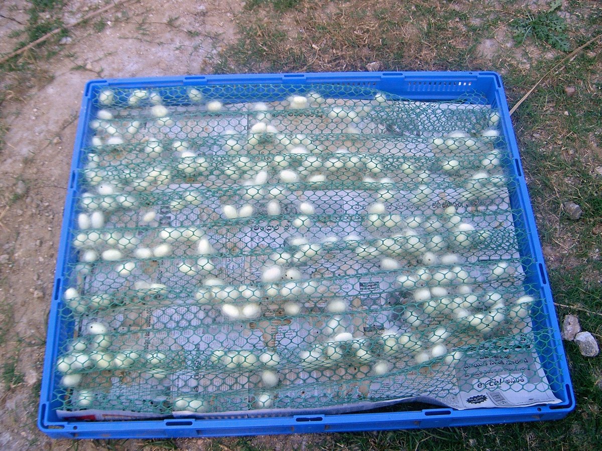 A blue plastic tray lined with wire mesh holds dozens of small pale oval cocoons, set on bare earth outdoors