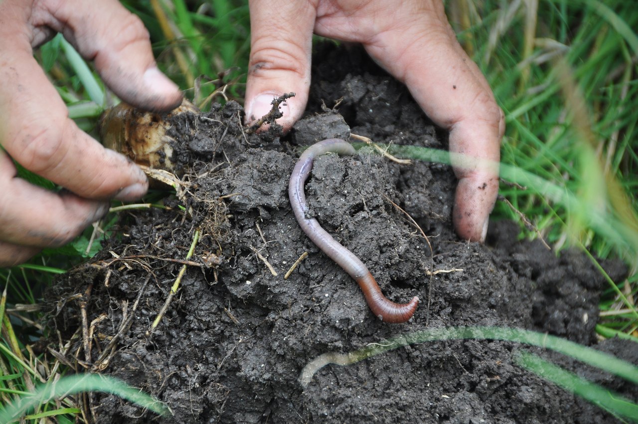 Two hands hold up a clump of dark, crumbly soil with grass roots, and a pink earthworm curls across the top of it