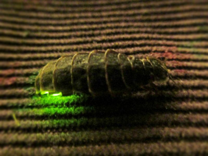 A segmented, wingless brown insect rests on ridged fabric in the dark, the tip of its tail shining bright green