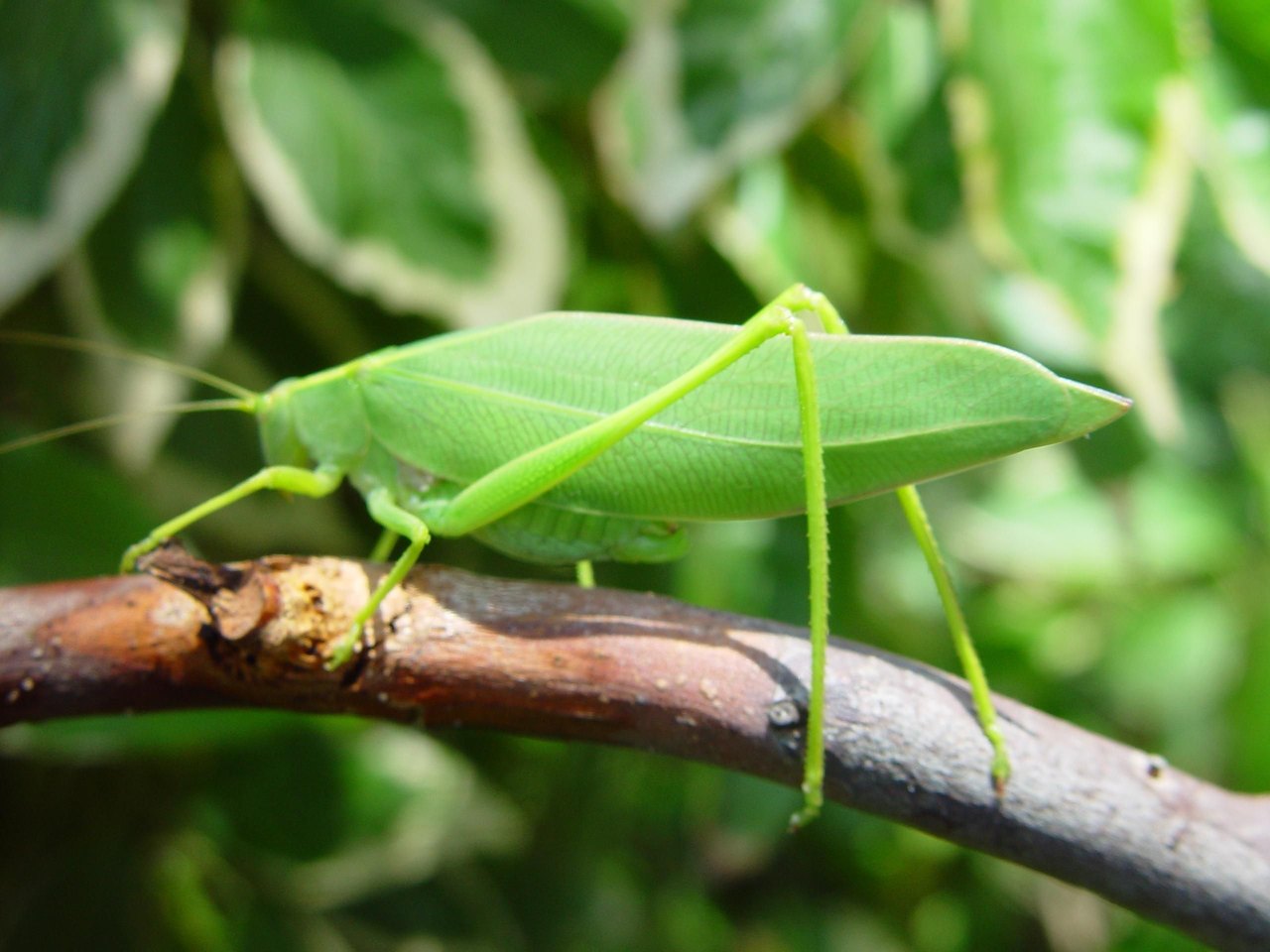 A bright green leaf-shaped insect with long antennae and large folded hind legs perches on a brown twig among green leaves