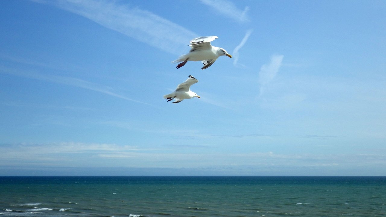 Two white herring gulls with long gray wings glide against a blue sky above a flat sea, one slightly above the other