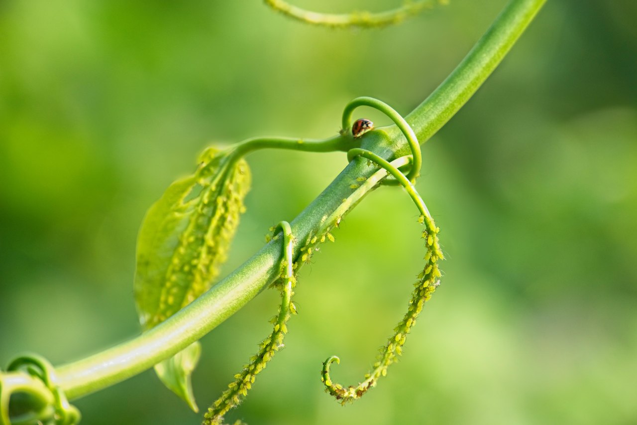 A green curling plant stem crowded with tiny pale-green aphids, with a small red ladybird at the top of the stem against a soft green background