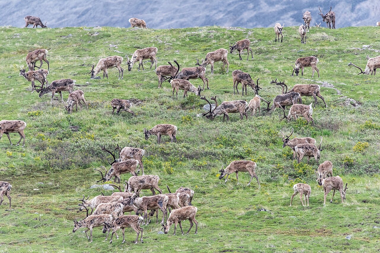 Dozens of caribou scattered across a green tundra slope, most carrying antlers, all grazing