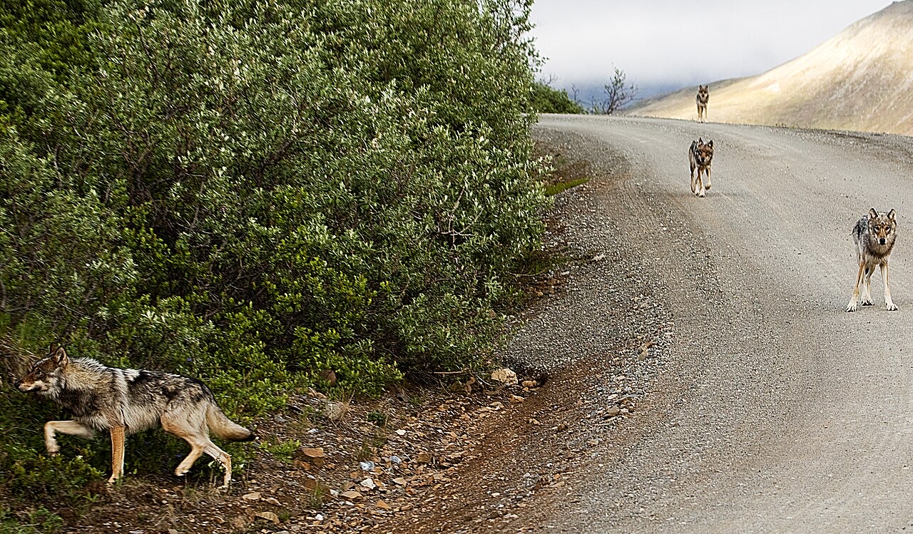 Four gray wolves spaced along a gravel park road, one slipping into green bushes, bare hills behind
