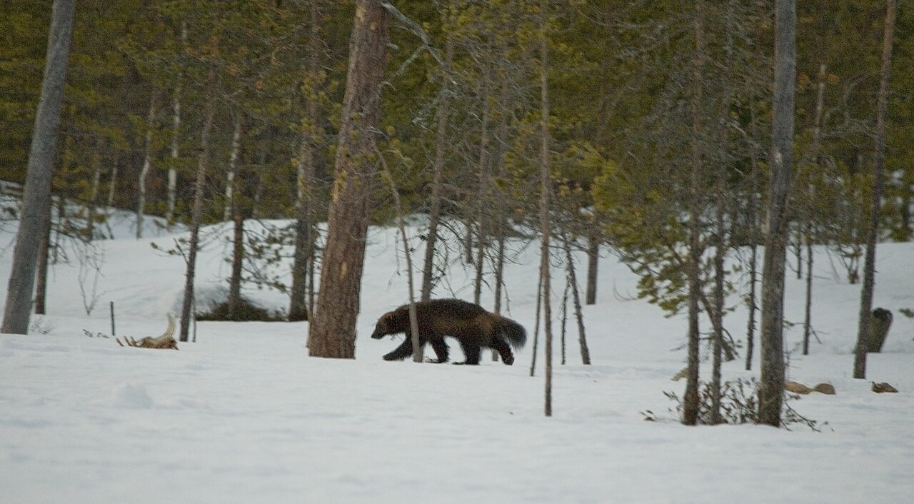 A dark, stocky wolverine with a bushy tail crossing spring snow between thin tree trunks