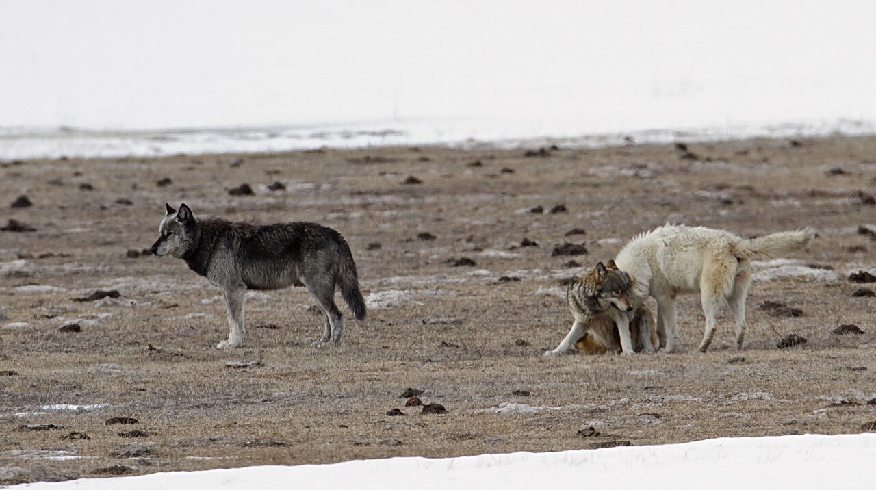 A white wolf stands over a gray wolf crouched flat on brown winter grass, a black wolf standing apart