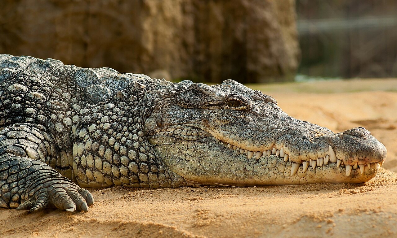 Close side view of a Nile crocodile lying on sand, its armored gray-green head, closed toothy jaws, and clawed foreleg filling the frame