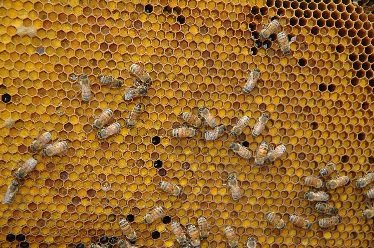 Dozens of honeybees crawling over a wax comb whose six-sided cells are packed with orange and yellow pollen