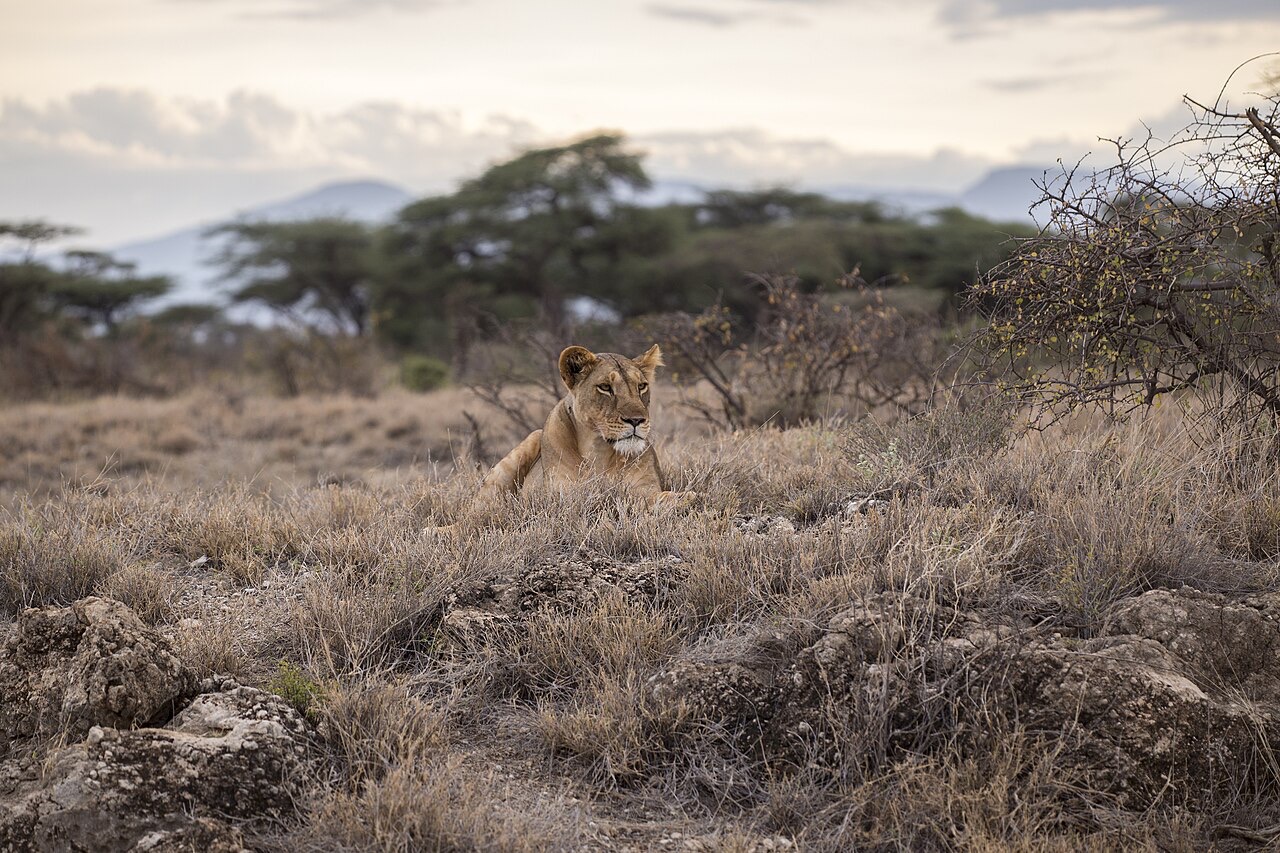 A lioness lying almost flat in tall dry grass among rocks, only her head and shoulders visible, with acacia trees and hills behind