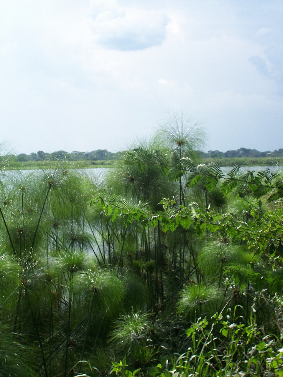 Tall papyrus stems topped with feathery green umbrellas growing thickly at the edge of the Nile, with open water and a flat far bank behind