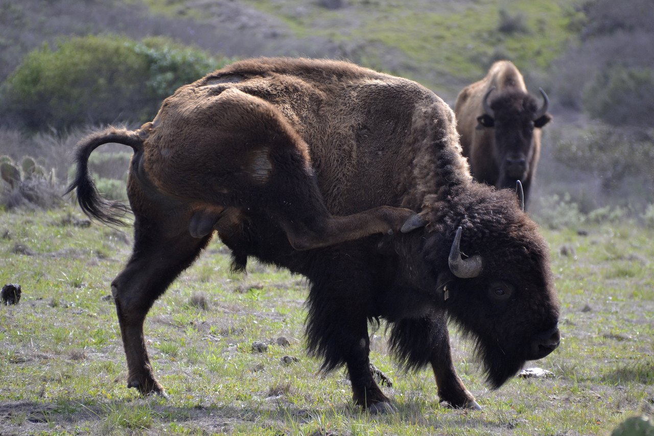 Two American bison standing on rough open grassland, one grazing with its head lowered