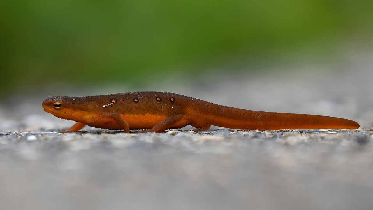 A small bright orange newt with red spots walking across damp leaves