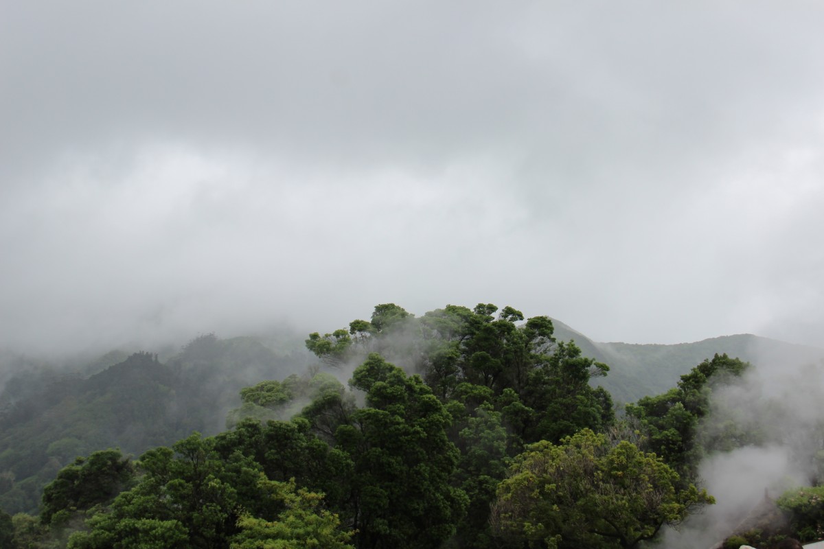Rounded treetops of a tropical forest crowding together across a hillside, with cloud and mist drifting through them and more forested ridges fading away behind