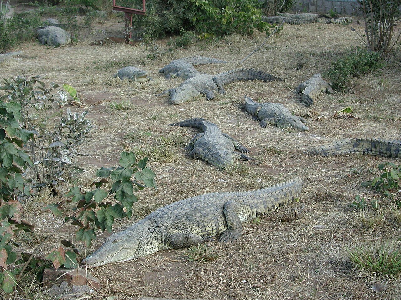 About ten crocodiles lying motionless on dry ground in the sunshine, spaced apart and pointing in different directions, their backs ridged with rows of scales