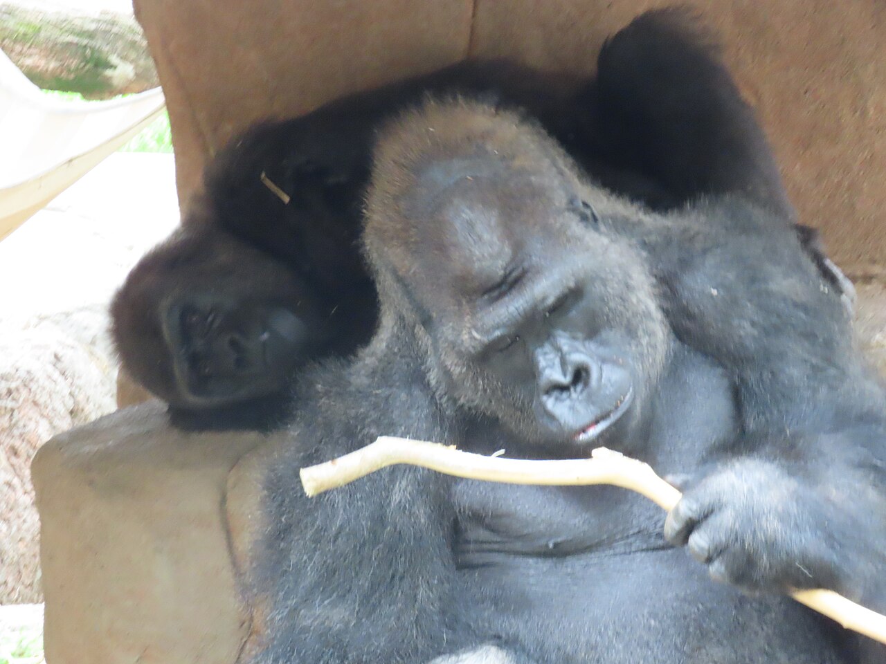A large gorilla lying back against a rock and holding a peeled stick, its shoulders and upper back covered in pale silver hair, with a second gorilla resting behind it