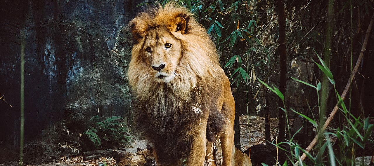 A male lion standing and facing the camera, a thick pale mane of hair spreading from the top of his head down around his neck and shoulders