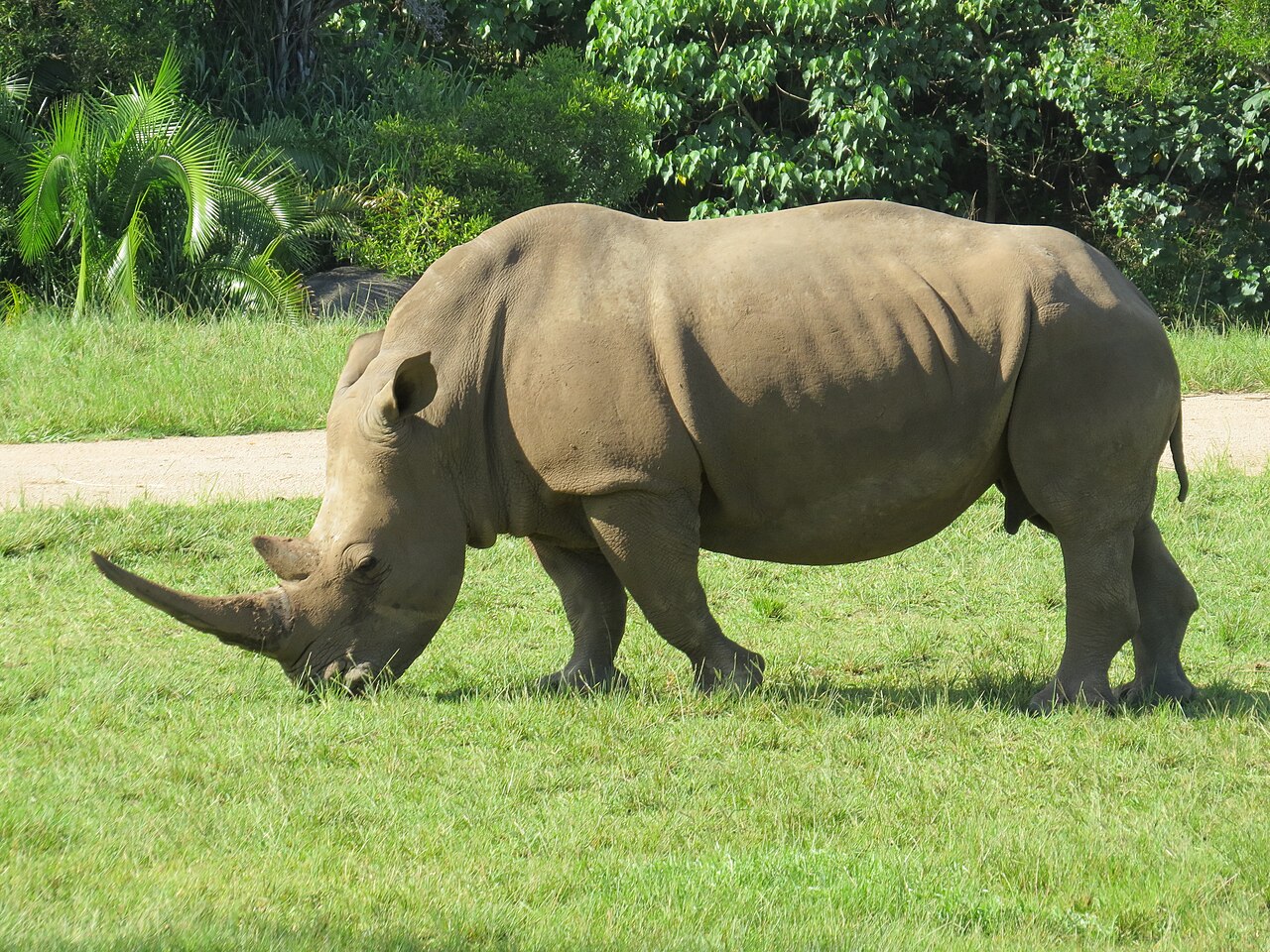 A white rhinoceros standing side-on in short green grass with its head lowered to graze, showing a long front horn, a smaller second horn behind it, and thick gray skin folded into heavy plates