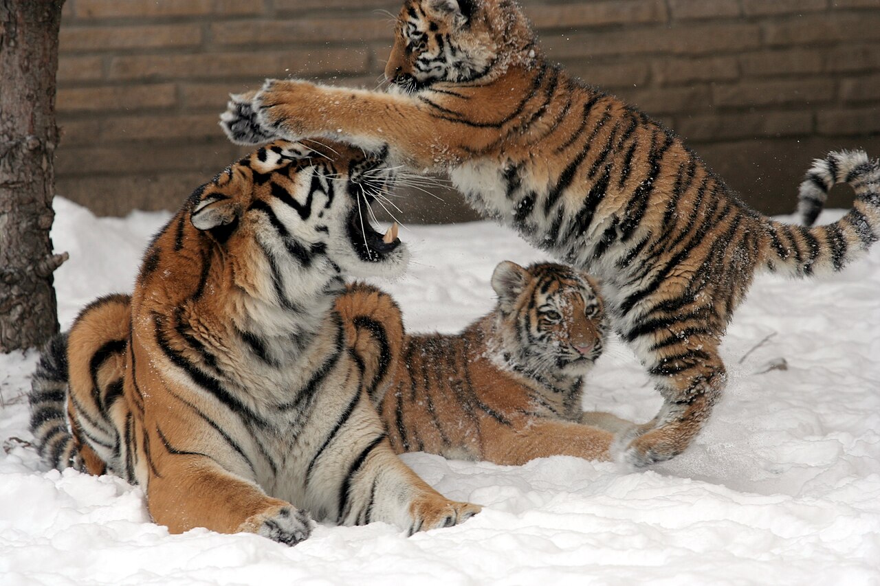 Three Amur tigers playing in deep snow, one lying down with its mouth open while a second leaps over it and a third watches, every animal marked with dark stripes on orange fur