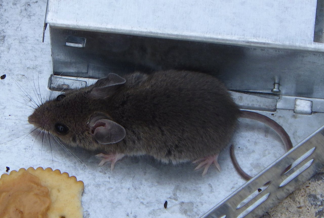 A dark-brown house mouse crouches on a light stone surface inside the open end of a metal live-catch trap, with a round cracker lying just in front of its nose
