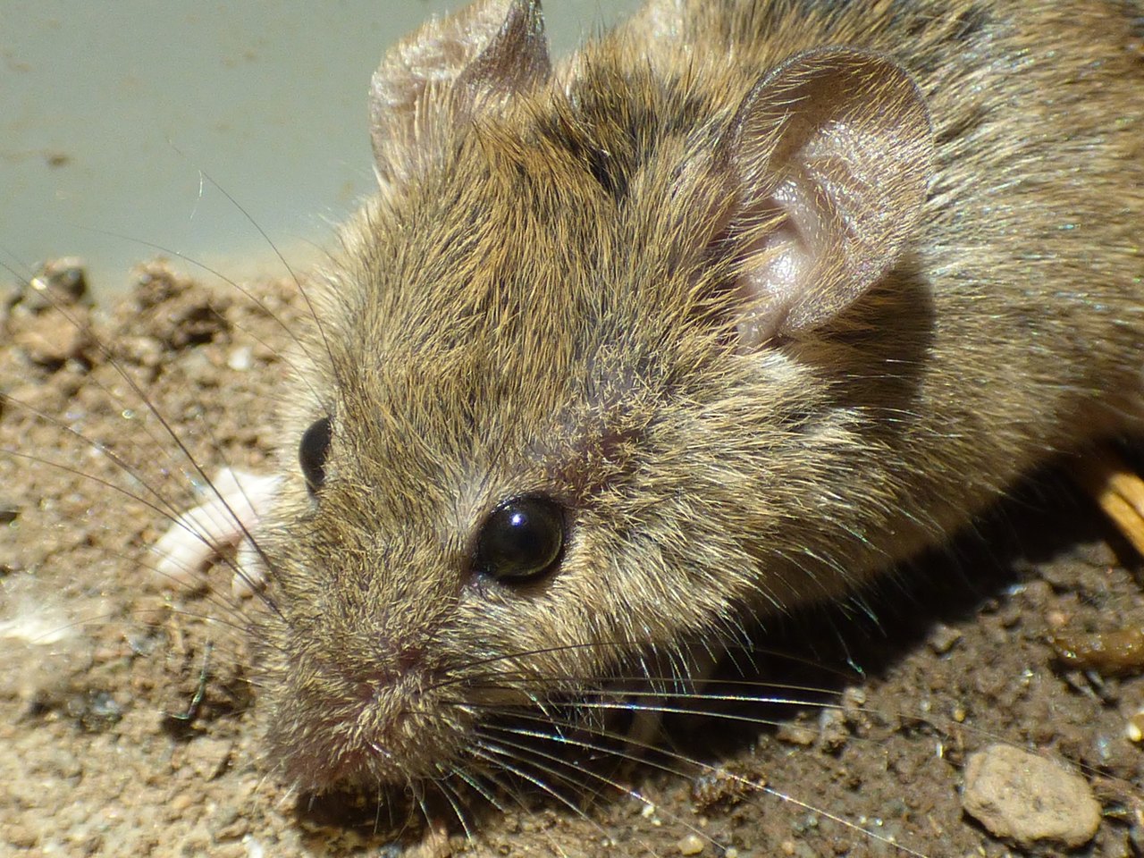 Close-up photograph of a brown house mouse's face and shoulder on sandy ground: a large dark eye, a rounded ear, and long pale whiskers fanning out from the snout