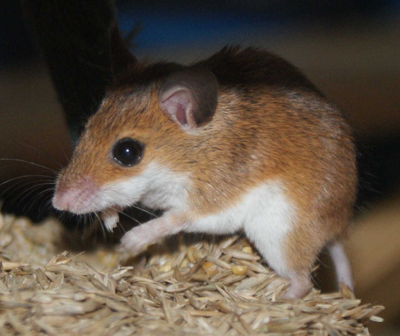 A small brown-and-white mouse with large ears crouches on a heap of pale grain and grass seeds, holding a seed to its mouth with its front paws