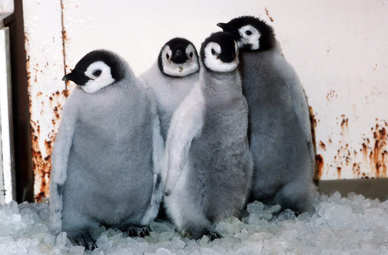Four fluffy gray emperor penguin chicks with black-and-white faces huddle shoulder to shoulder on crushed ice against a white wall