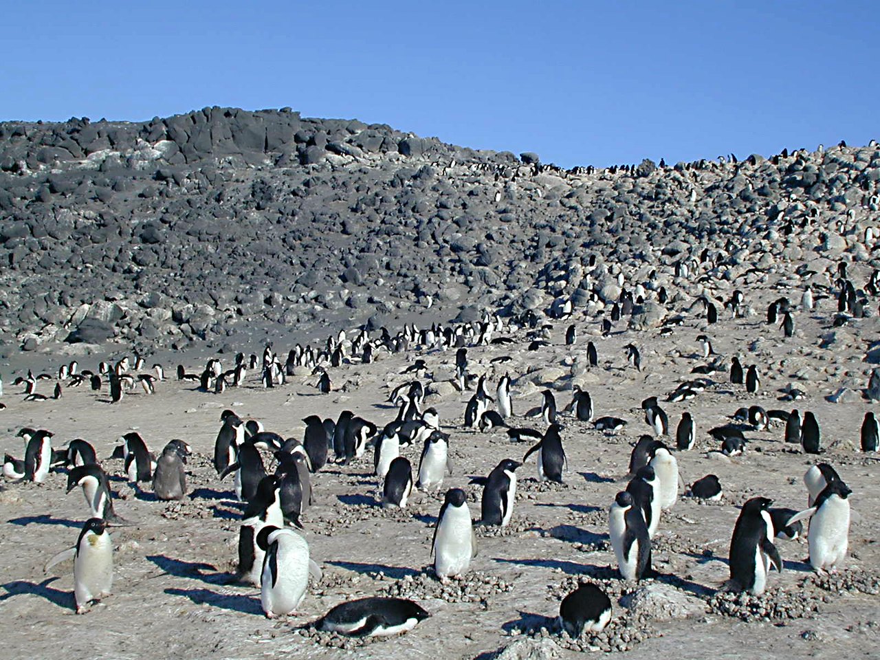 Hundreds of small black-and-white penguins spread across a bare rocky slope under a deep blue sky, some standing in groups and some lying on the ground
