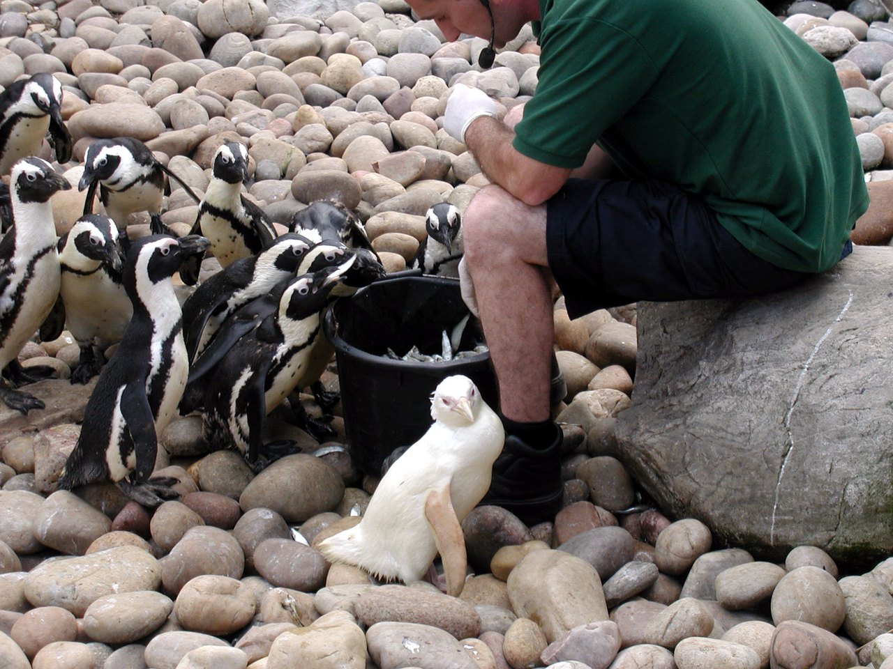 A zookeeper in a green shirt sits on a rock beside a black bucket of fish while a crowd of small black-and-white penguins presses toward it; one all-white penguin stands in front on a bed of smooth pebbles