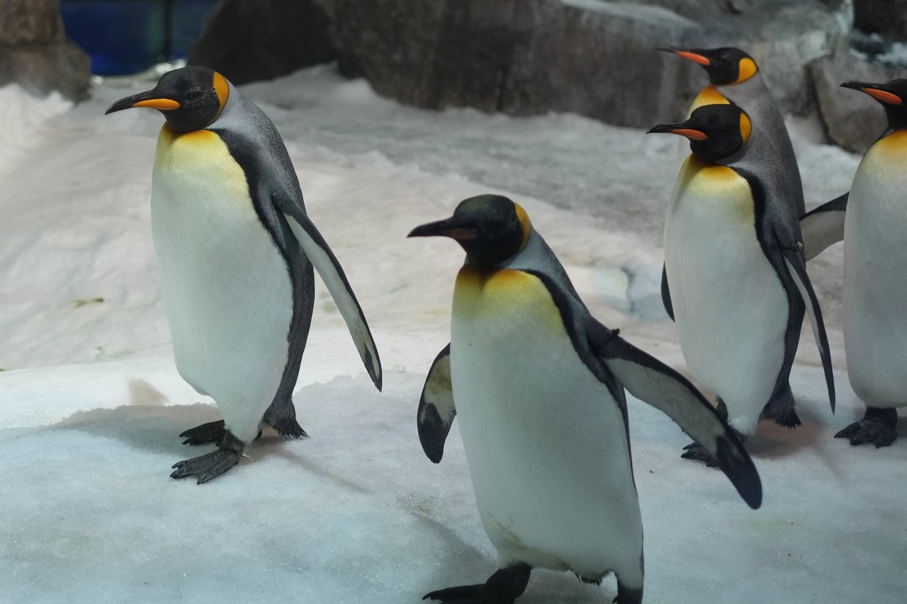 Five tall king penguins with orange-gold patches on their heads and necks walk one behind another across packed snow inside an enclosure