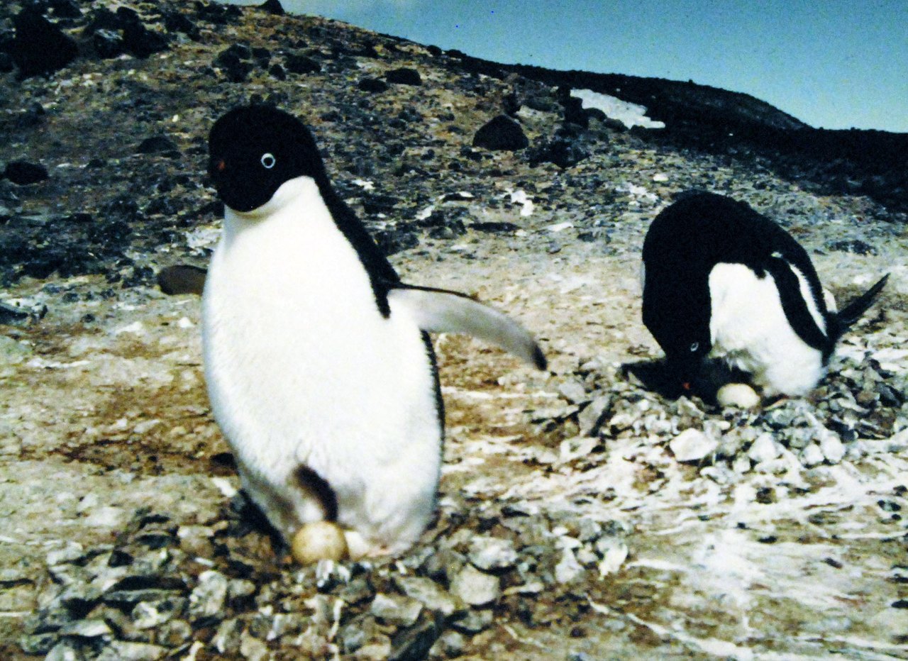 Two Adélie penguins on bare rocky ground: one stands upright over a shallow ring of small stones with a pale egg between its feet, the other lies on a second stone nest behind it