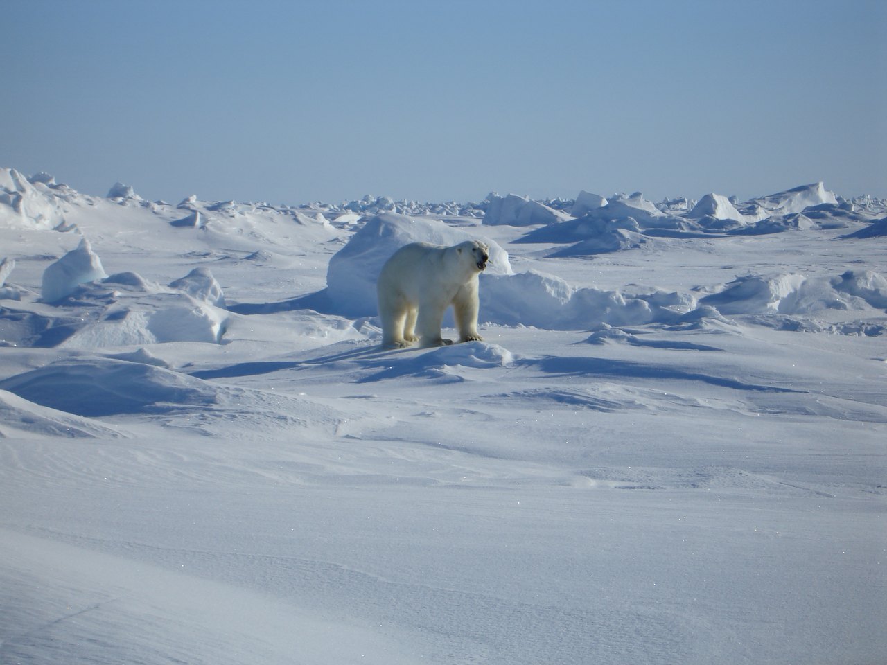 A single polar bear stands on rough, broken sea ice under a pale sky, with jumbled blocks of ice stretching to the horizon