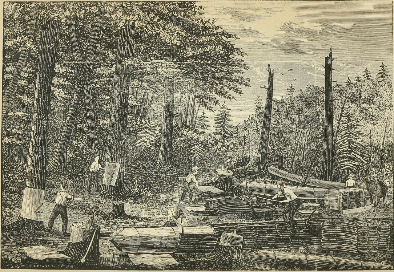 A nineteenth-century engraving of workers stripping bark from felled hemlocks in a forest, with sheets of bark stacked in long piles