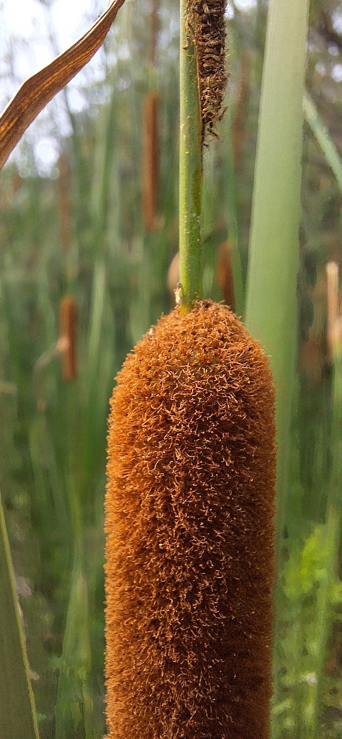A cattail stem carrying a thick brown cylindrical spike below a thinner spike, standing among green blades in a marsh