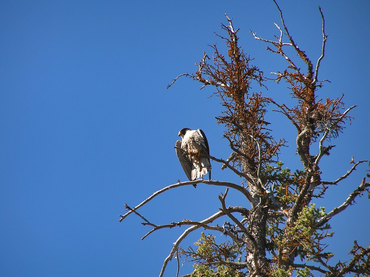 A peregrine falcon perched on a bare branch against a clear blue sky, its barred chest and dark hood clearly visible