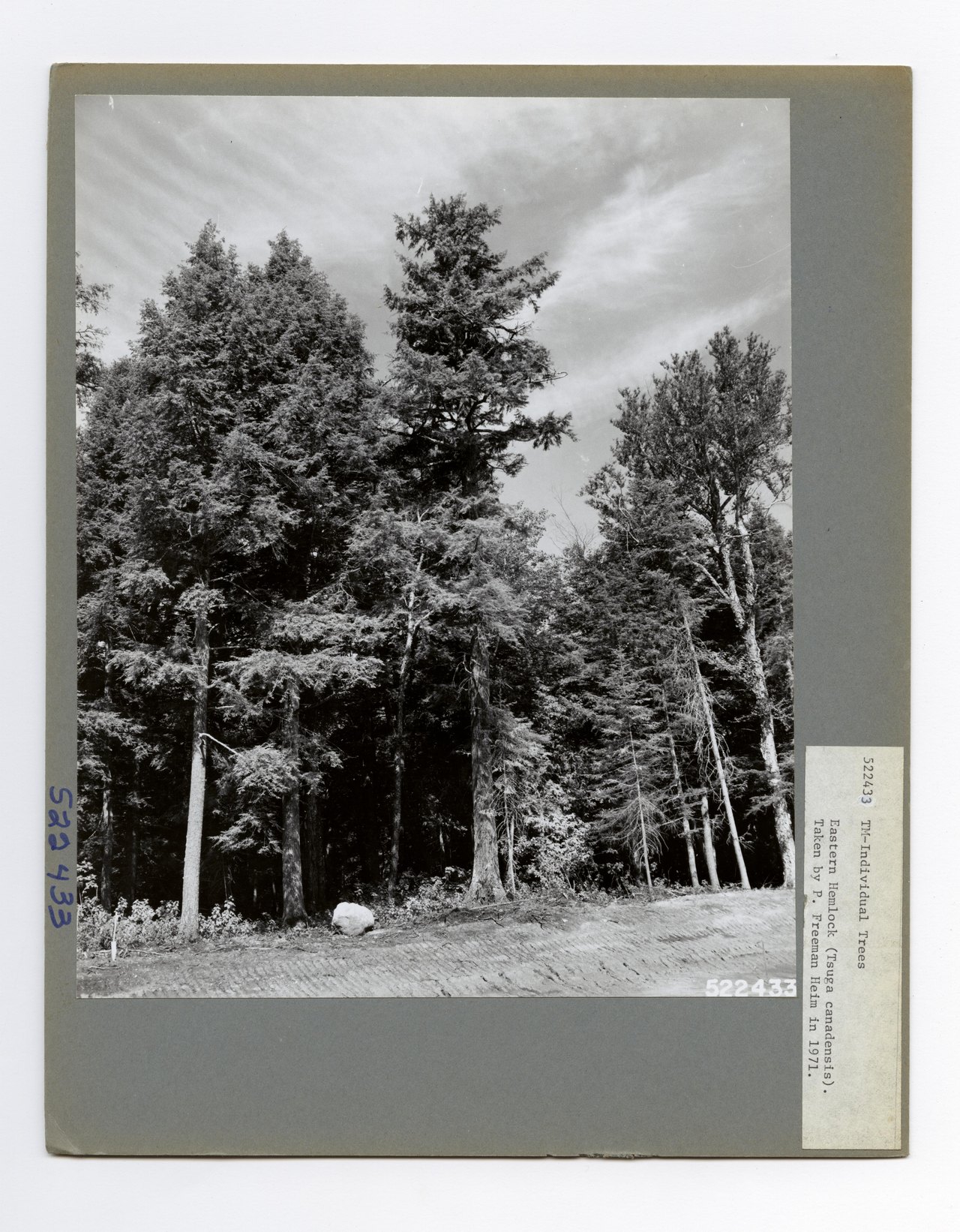 An archival mounted photograph of a stand of eastern hemlock, dark conifers crowding together above an open forest floor